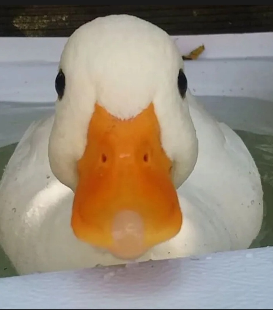 Perfil de Abdel-jalil